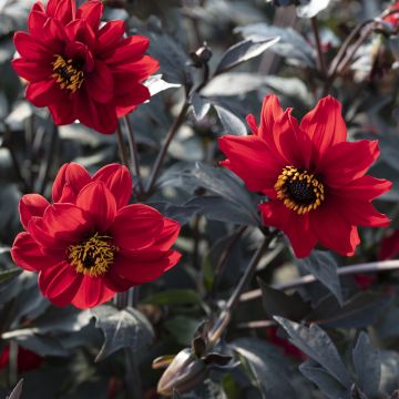 Dahlia Black Forest Ruby seeds Dahlia Black Forest Ruby seeds