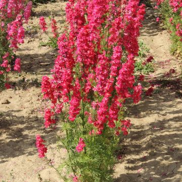 Seed of Delphinium Deep red - Annual red Larkspur Seed of Delphinium Deep red - Annual red Larkspur