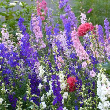 Delphinium Imperial Mix - Pied d'Alouette annuel à fleurs doubles