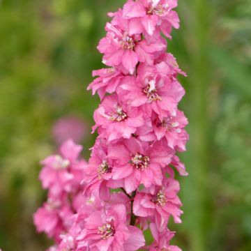 Delphinium consolida Imperial QIS Salmon Pink - Larkspur seeds Delphinium consolida Imperial QIS Salmon Pink - Larkspur seeds