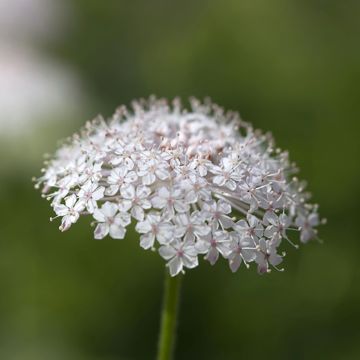 Trachymene coerulea Lace Pink seeds