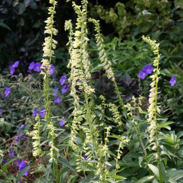 Digitalis lutea seeds - Foxglove