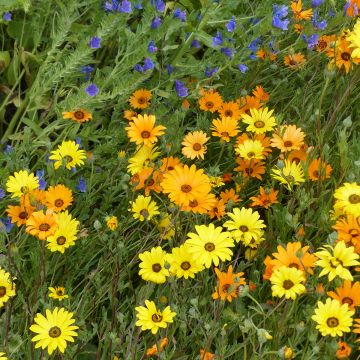 Dimorphotheca sinuata Mix seeds - Namaqualand daisy, African daisy