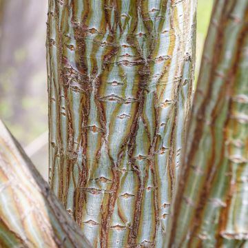 Acer davidii  - Erable du père David, Erable peau de serpent, Erable jaspé