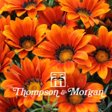 Gazania rigens Kiss Bronze - Treasure flower Gazania rigens Kiss Bronze - Treasure flower