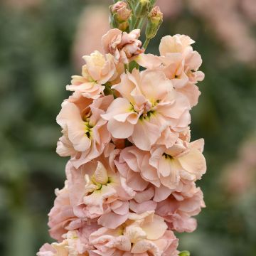 Matthiola incana Classic Apricot quarantaine seeds - Stock
