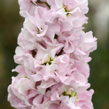 Matthiola incana Classic Malmaison Pink seeds - Hoary Stock