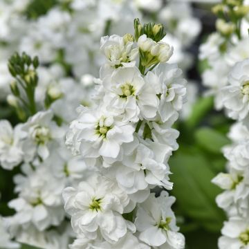 Matthiola incana Katz Hi double White seeds - Hoary Stock