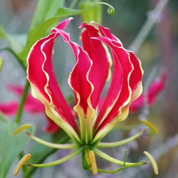 Gloriosa superba Rothschildiana seeds - Glory lily