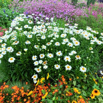 Shasta Daisy Crazy Daisy seeds - Leucanthemum x superbum