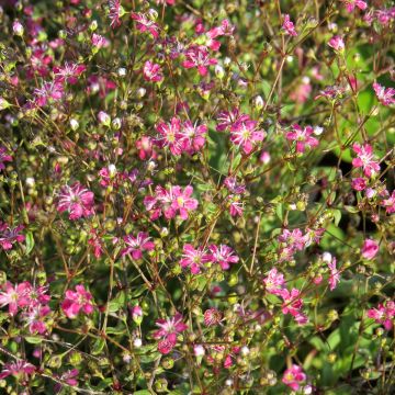 Gypsophila elegans Kermesina seeds Gypsophila elegans Kermesina seeds