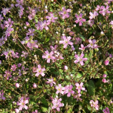 Gypsophila elegans Rosea seeds - Annual baby's breath Gypsophila elegans Rosea seeds - Annual baby's breath