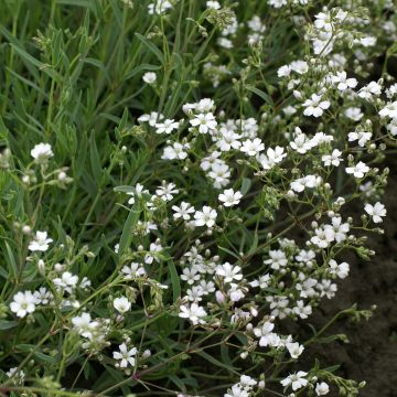 Gypsophila repens Alba seeds - Creeping baby's breath Gypsophila repens Alba seeds - Creeping baby's breath