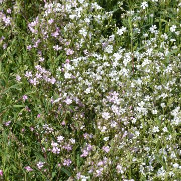 Gypsophila repens Albarosa Mix seeds (Alba, Rosea) - Creeping baby's breath Gypsophila repens Albarosa Mix seeds (Alba, Rosea) - Creeping baby's breath