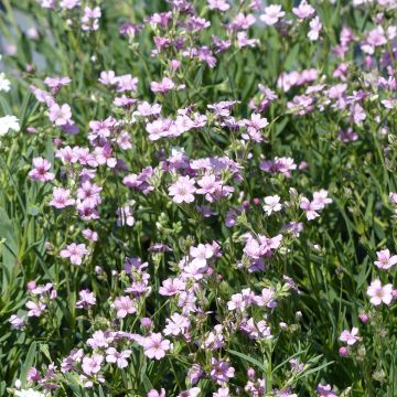 Gypsophila repens Rosea seeds - Creeping baby's breath Gypsophila repens Rosea seeds - Creeping baby's breath