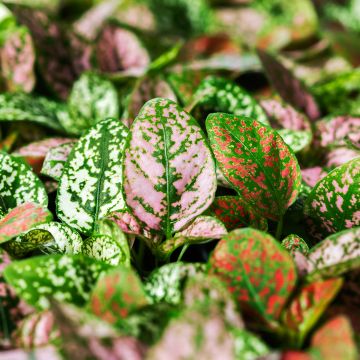 Hypoestes phyllostachya Coloratus® Mix - Polka dot plant