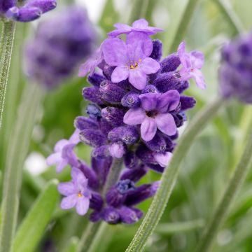 Lavandula angustifolia Cleo-Patio Blue - True Lavender