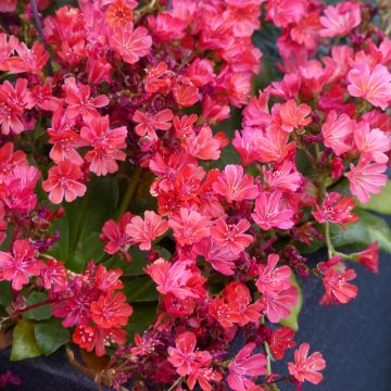 Lewisia cotyledon Elise Ruby Red seeds - Siskiyou lewisia Lewisia cotyledon Elise Ruby Red seeds - Siskiyou lewisia
