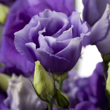 Lisianthus Cessna Blue coated seeds - Eustoma russelianu
