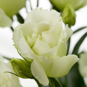 Lisianthus Cessna Green coated seeds - Eustoma russelianu