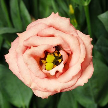 Lisianthus LisAdora Apricot coated seeds - Eustoma russelianu