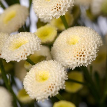Tanacetum parthenium Baya  seeds - Feverfew