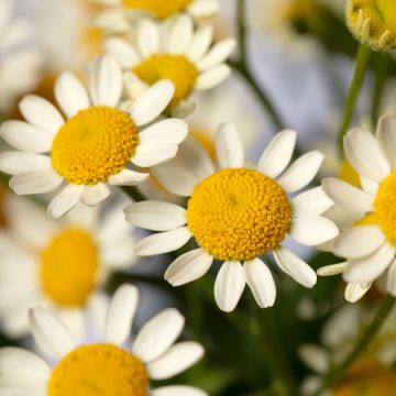 Tanacetum parthenium Camilla seeds - Feverfew