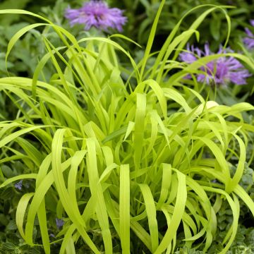 Milium effusum Aureum seeds - Golden Grass Milium effusum Aureum seeds - Golden Grass