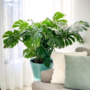 Monstera deliciosa seeds - Swiss cheese plant
