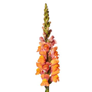 Antirrhinum majus Deep Orange F1 seeds - Snapdragon