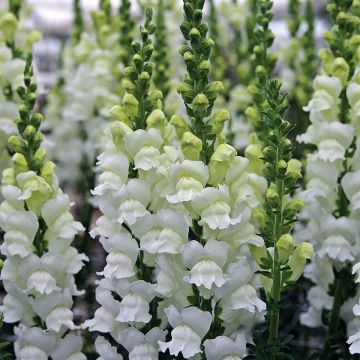Antirrhinum x majus Fresh White - Gueule de loup, Gueule de lion, Muflier des Jardins, Muflier à grandes fleurs