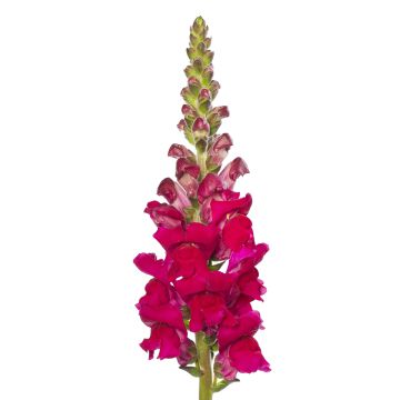 Snapdragon Orleans Lilac seeds - Antirrhinum x maju