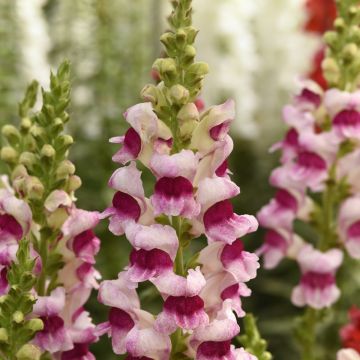 Antirrhinum x majus Potomac Plumblossom F1 seeds - Snapdragon
