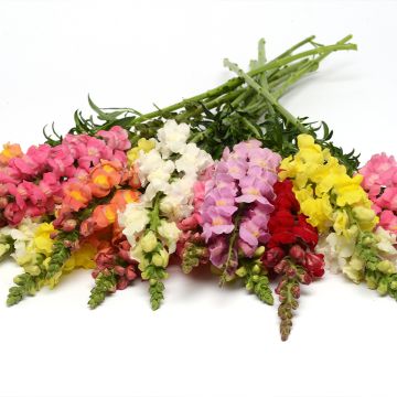 Snapdragon Rocket Mix seeds - Antirrhinum majus Snapdragon Rocket Mix seeds - Antirrhinum majus