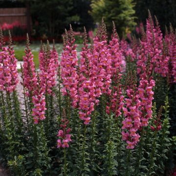 Snapdragon Rocket Rose Shades seeds - Antirrhinum majus Snapdragon Rocket Rose Shades seeds - Antirrhinum majus