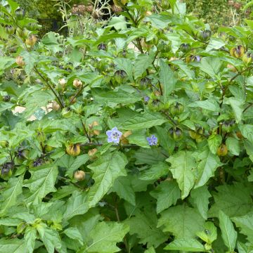 Nicandra physalodes - Apple of Peru Nicandra physalodes - Apple of Peru
