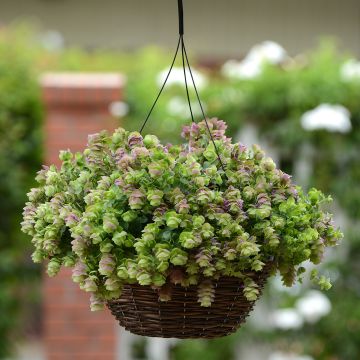 Origanum rotundifolium Kirigami - Origan à feuilles rondes Kirigami, Marjolaine à feuilles rondes, Origan ornemental