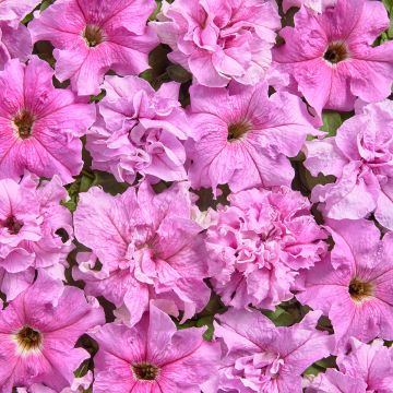 Petunia Peace (1947) coated seeds