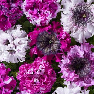 Petunia Superbissima Cerny's Triumph coated seeds