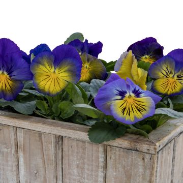 Viola x wittrockiana Cats® Plus Blue & Yellow - Pansy