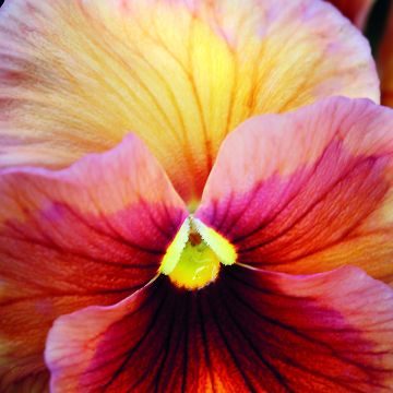 Viola x wittrockiana Inspire® Peach Shades - Pansy