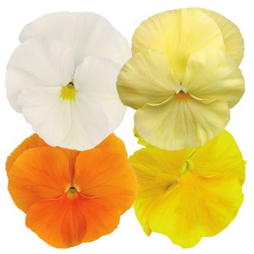 Viola x wittrockiana Inspire® Plus Sunny Day Mix - Pansy