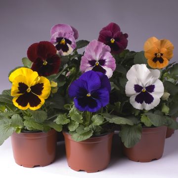 Viola x wittrockiana Trumpet Full Mix - Pensée des jardins, Pensée hybride, Pensée des jardins à grandes fleurs, Violette de Suisse, Pensée, Violette, Erpetion, Pensée vivace, Pensée géante de Suisse