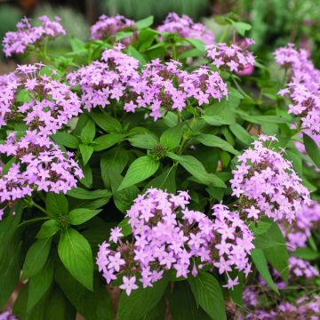 Pentas lanceolata Northern Lights Lavender seeds - Egyptian star