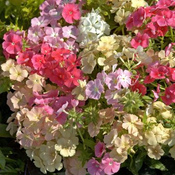 Phlox drummondii Beauty Coral Reef seeds - Drummond's phlox