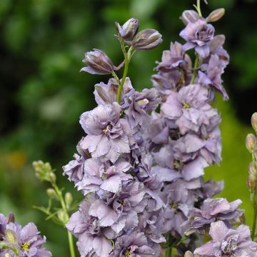 Delphinium consolida Misty Lavender - Forking Larkspur seeds