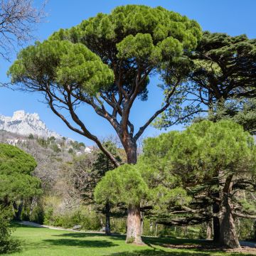 Pinus pinea seeds - Parasol pine