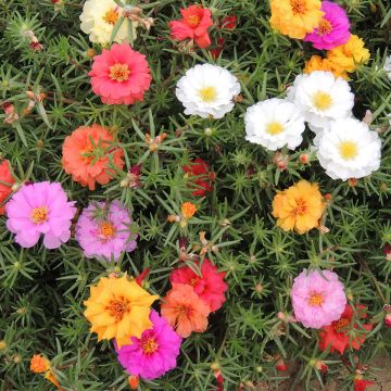 Portulaca grandiflora Extra double Mix - Pourpier à grandes fleurs, Chevalier d'onze heures
