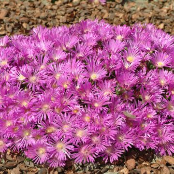 Delosperma Table Mountain (coated seeds) - Ice plant