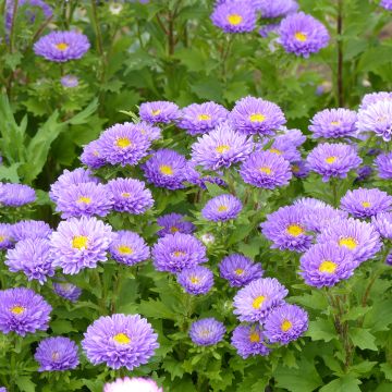 Callistephus chinensis Matsumoto Light Blue seeds - China aster Callistephus chinensis Matsumoto Light Blue seeds - China aster